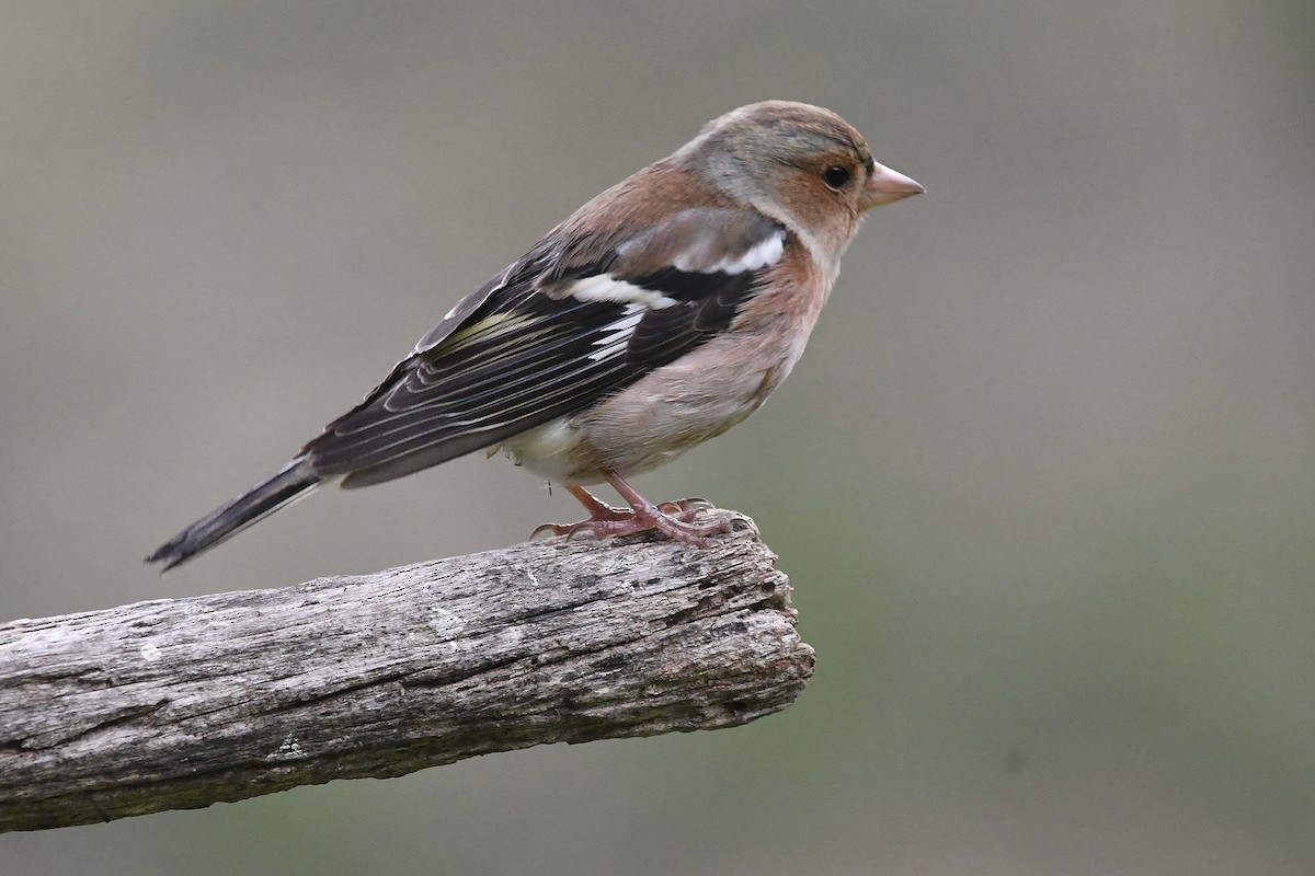 Common Chaffinch - ML645342899