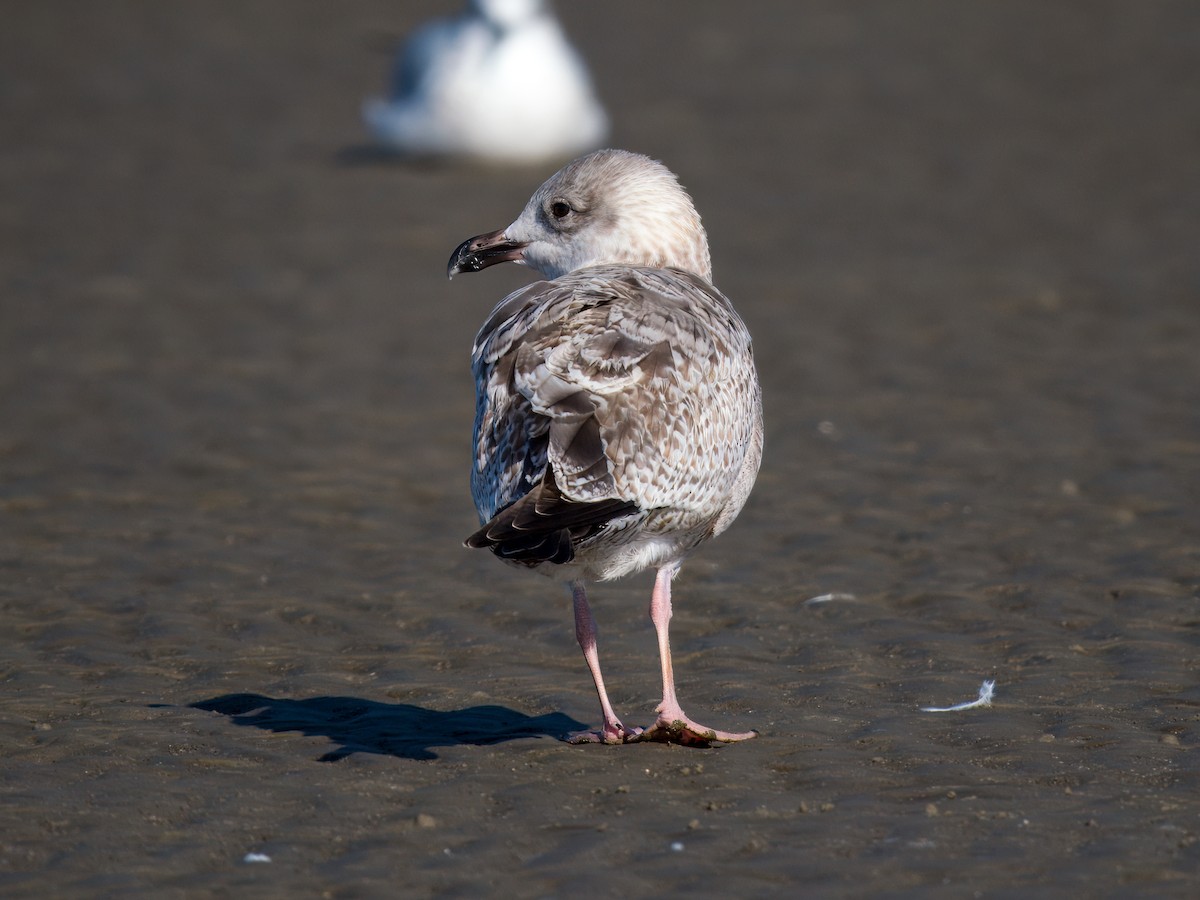 gull sp. - ML645342900