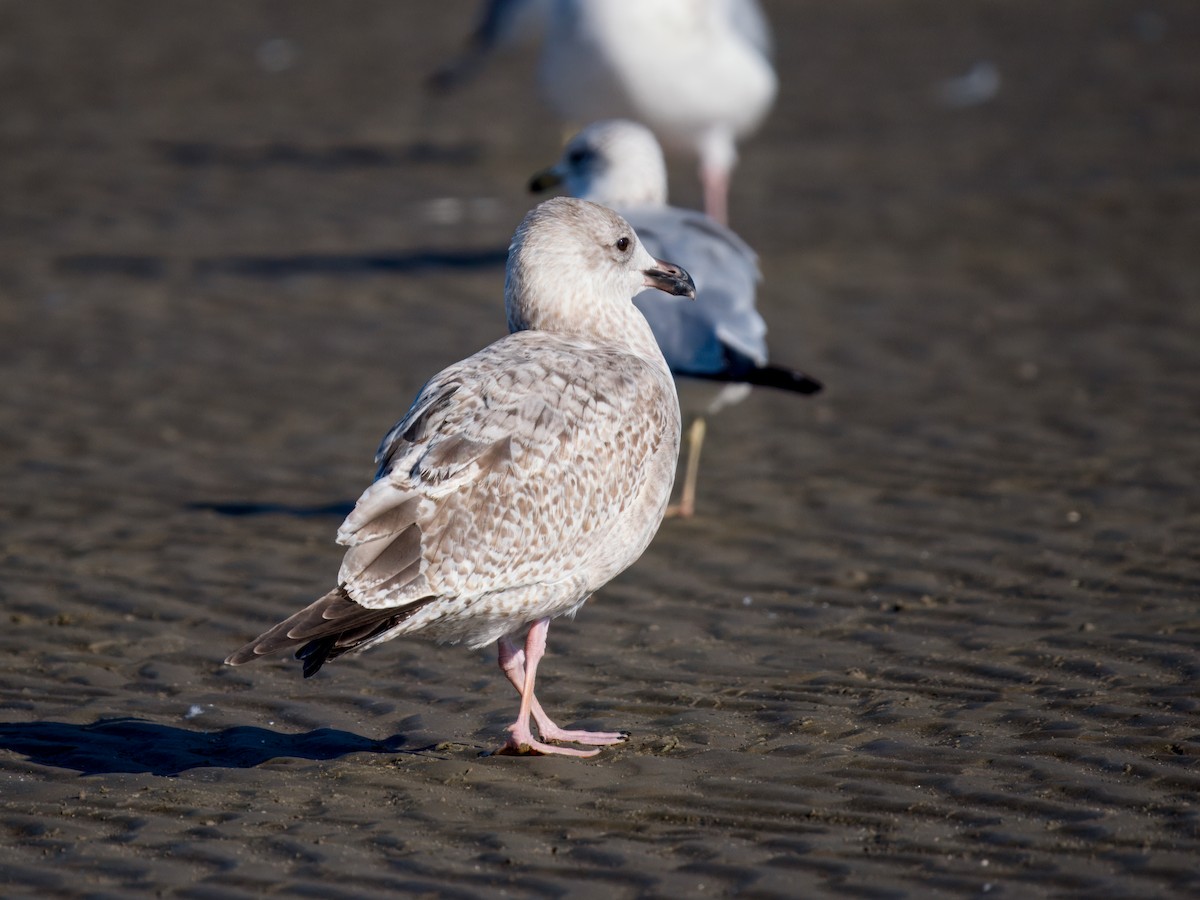 gull sp. - ML645342901