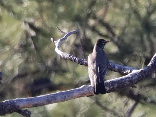 American Robin - ML645342903