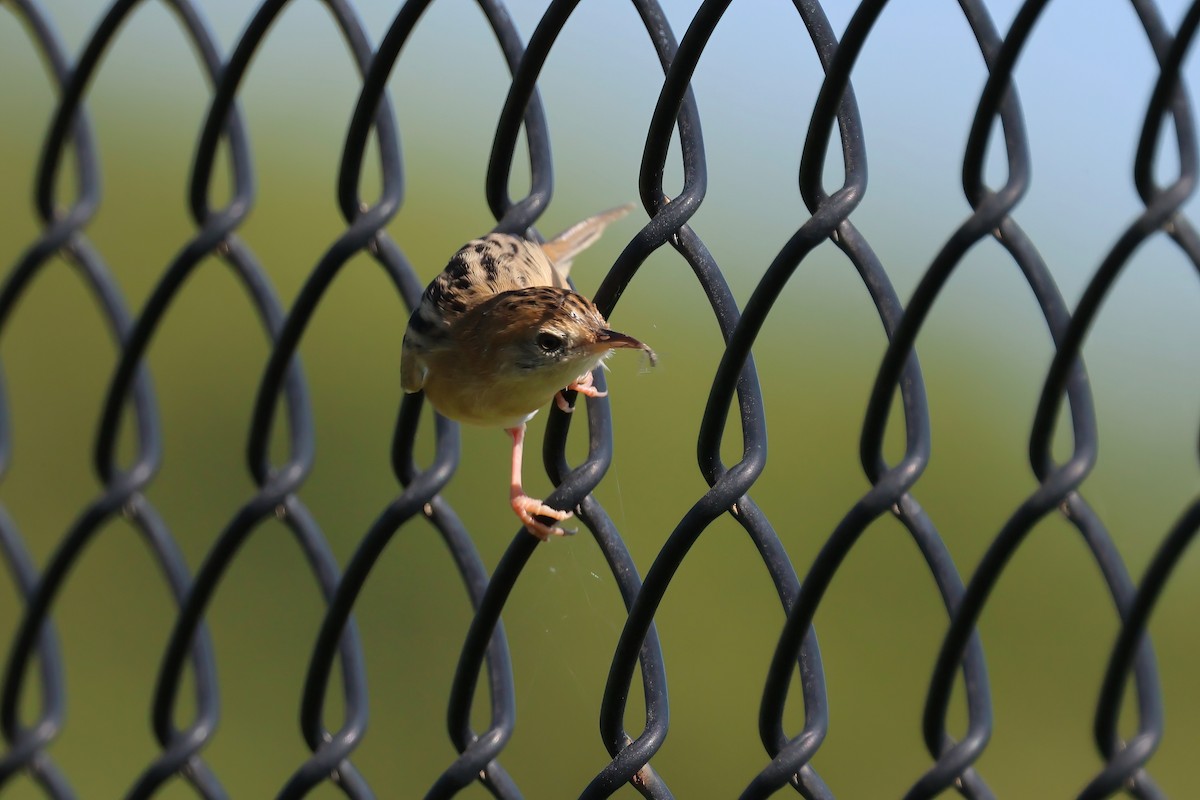 Golden-headed Cisticola - ML645342905