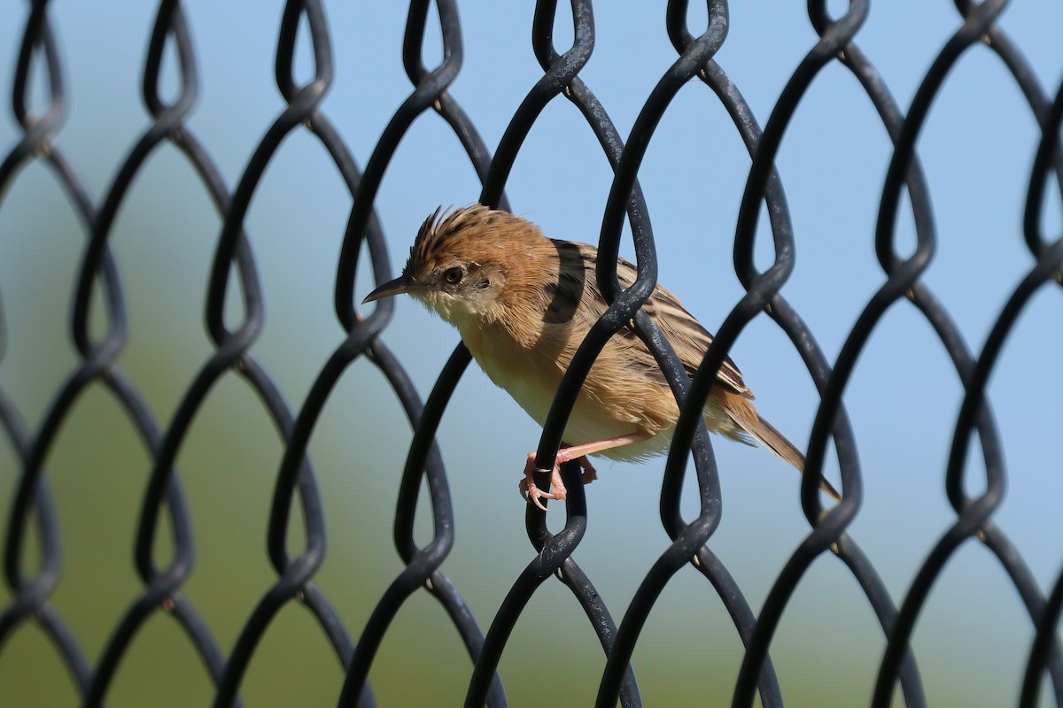 Golden-headed Cisticola - ML645342906