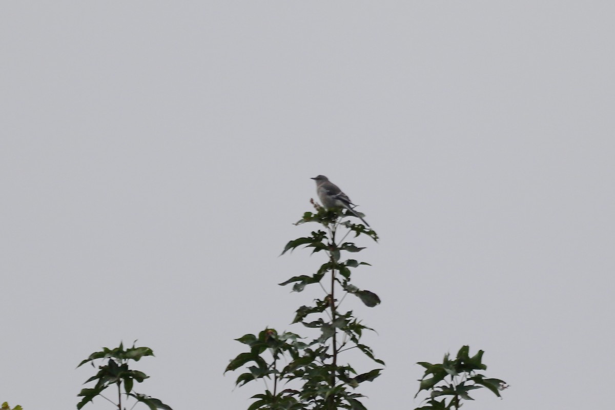 Northern Mockingbird - ML645342907