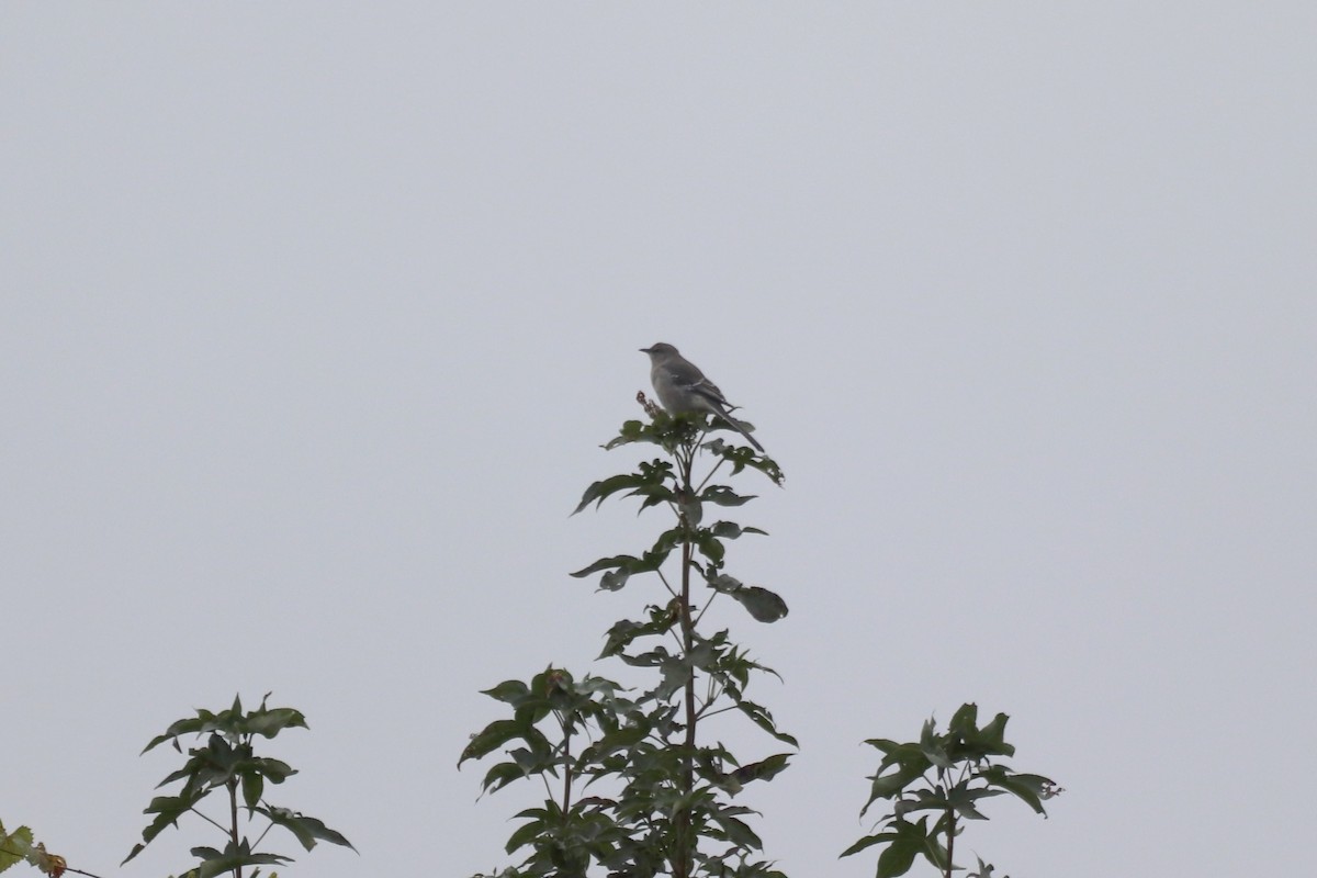 Northern Mockingbird - ML645342908