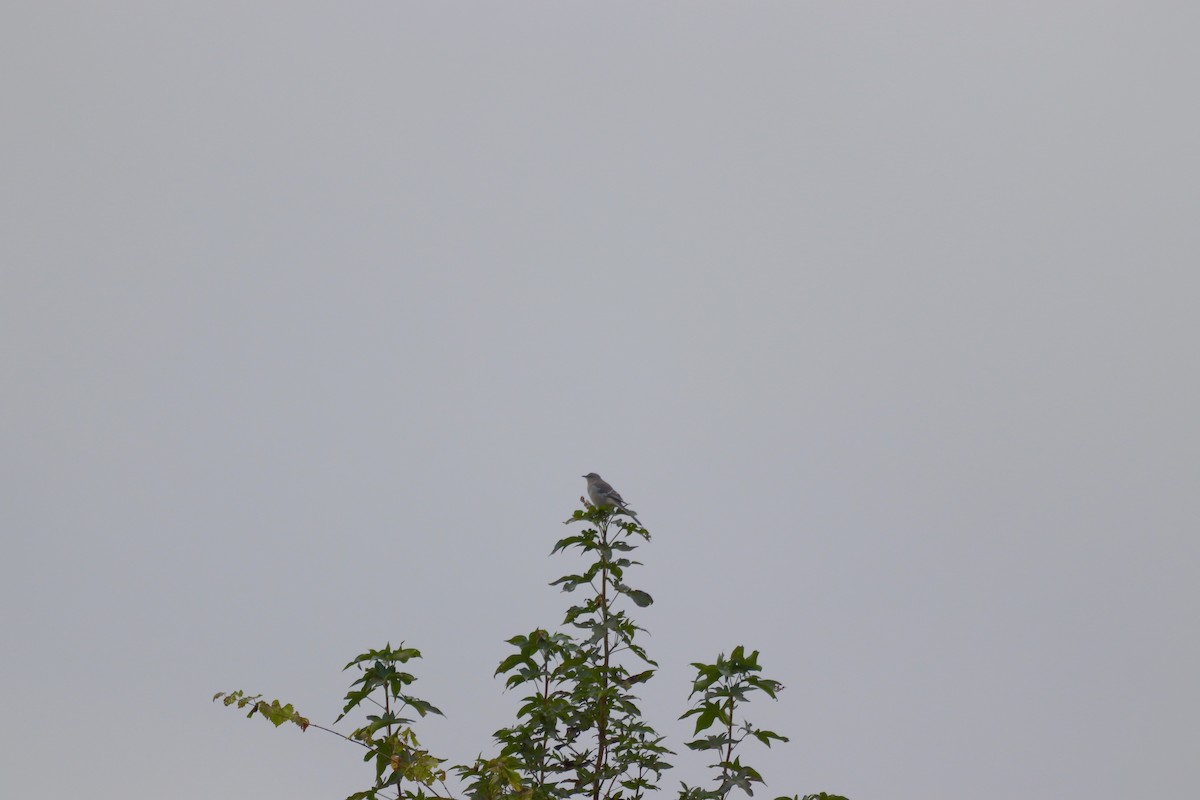 Northern Mockingbird - ML645342909