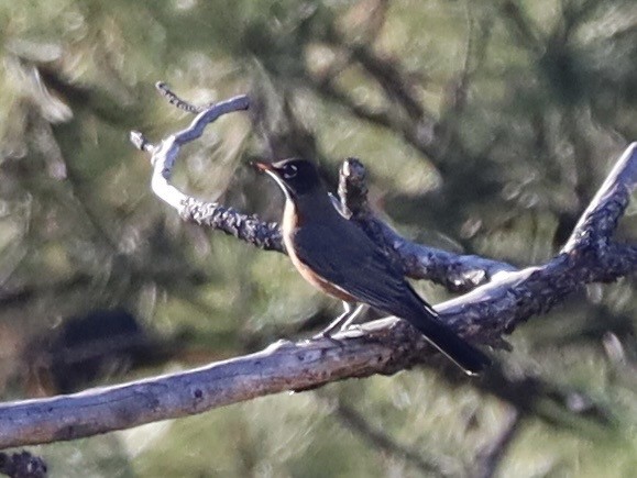 American Robin - ML645342910