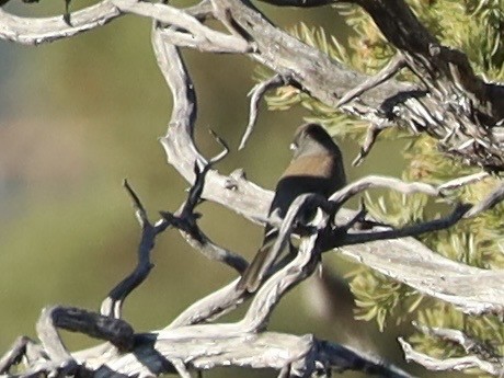 Dark-eyed Junco - ML645342913