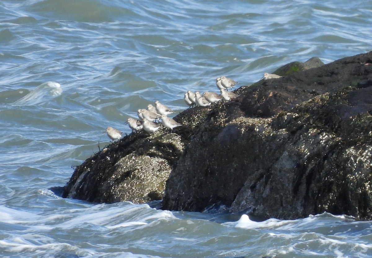 Dunlin - ML645342914