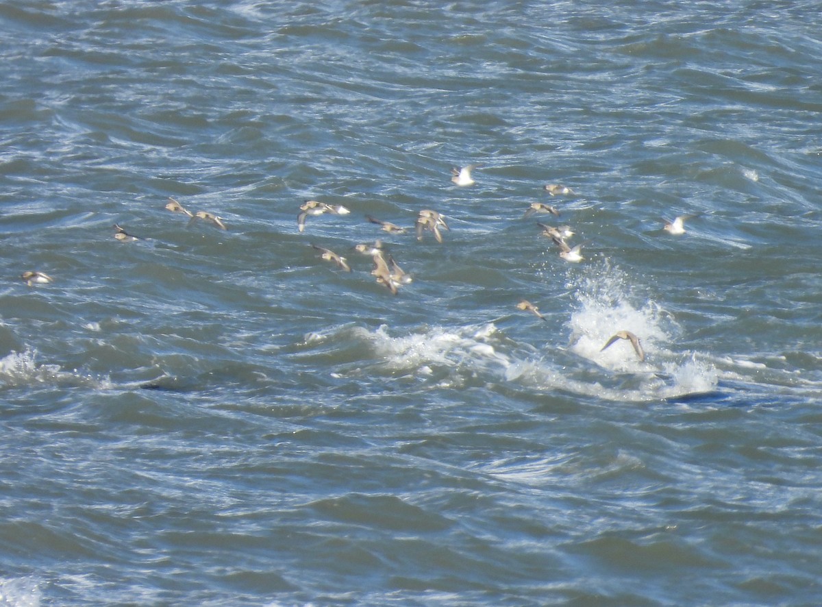 Dunlin - ML645342915