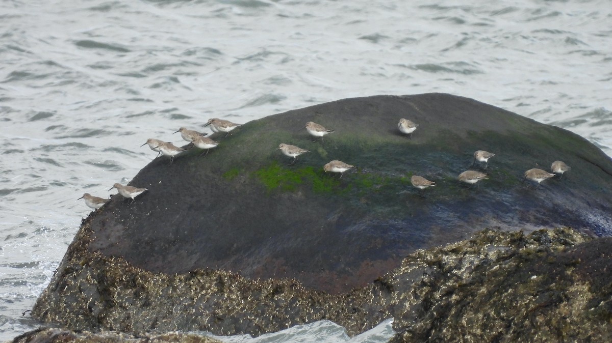 Dunlin - ML645342916