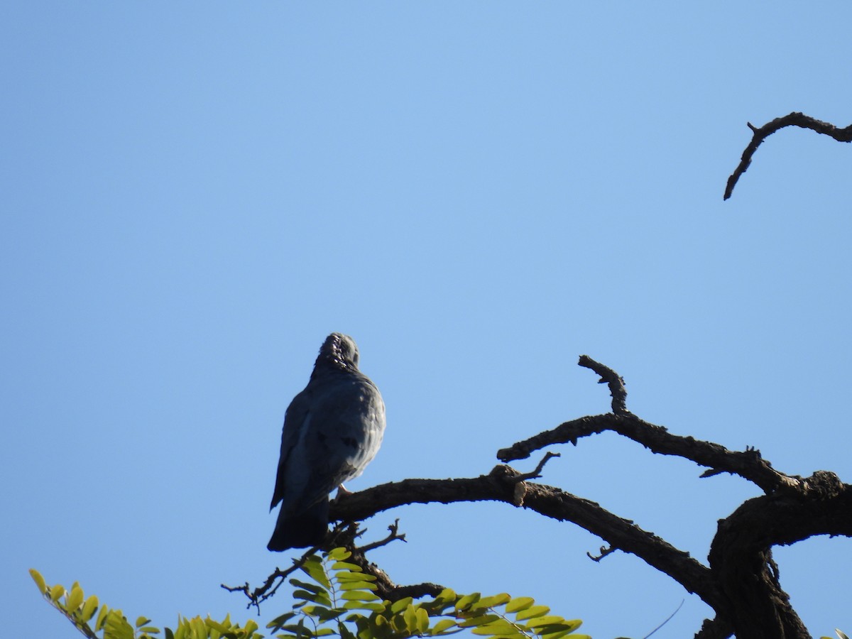 Rock Pigeon - ML645342917