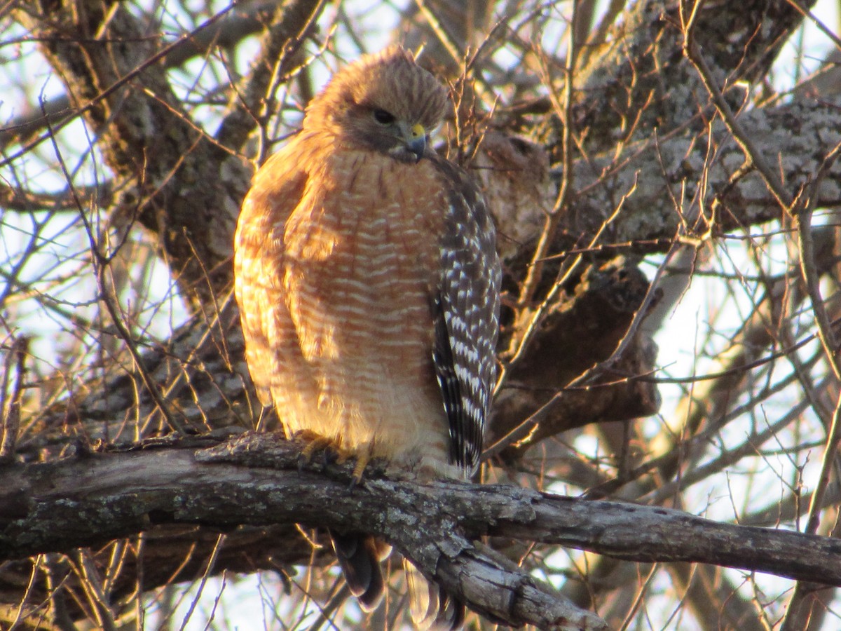 Red-shouldered Hawk - ML645342918
