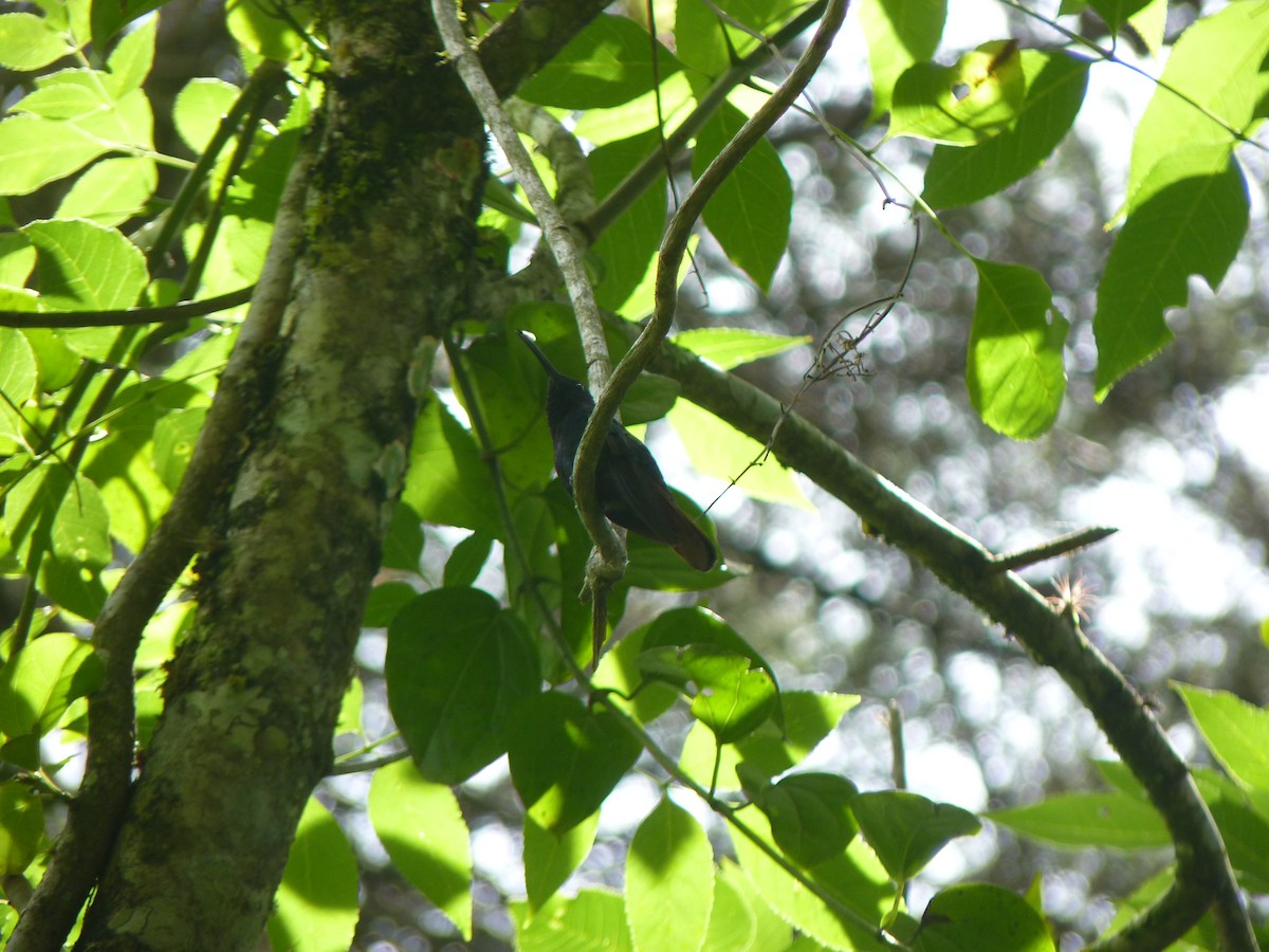 Lazuline Sabrewing - ML645342919