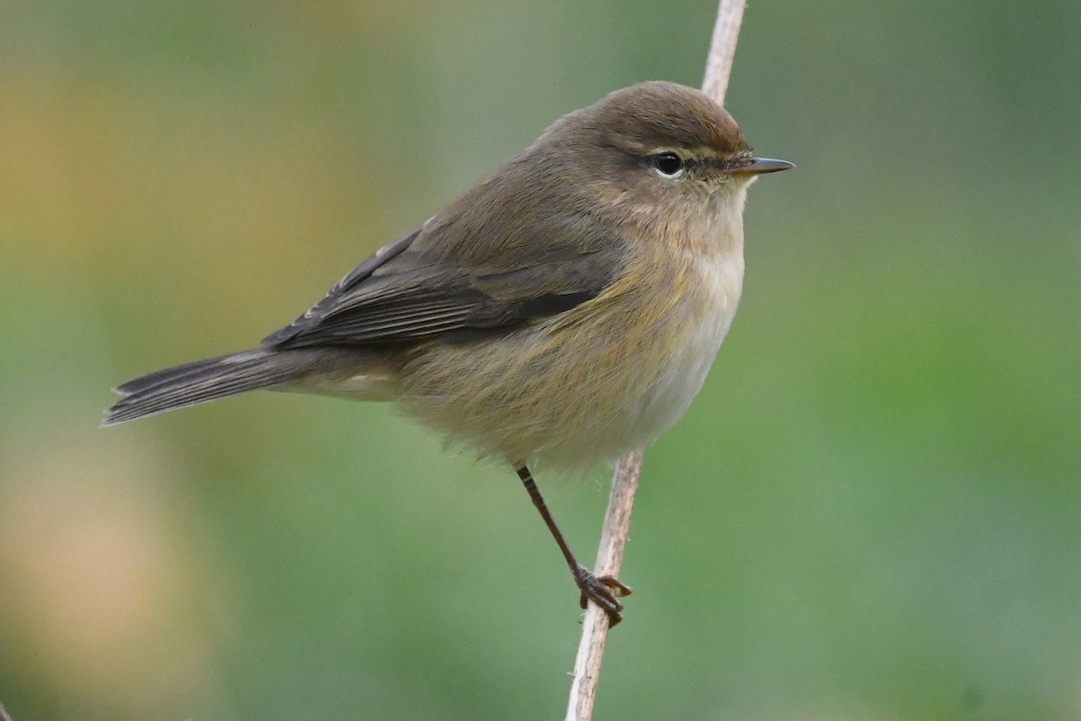 Common Chiffchaff - ML645342921