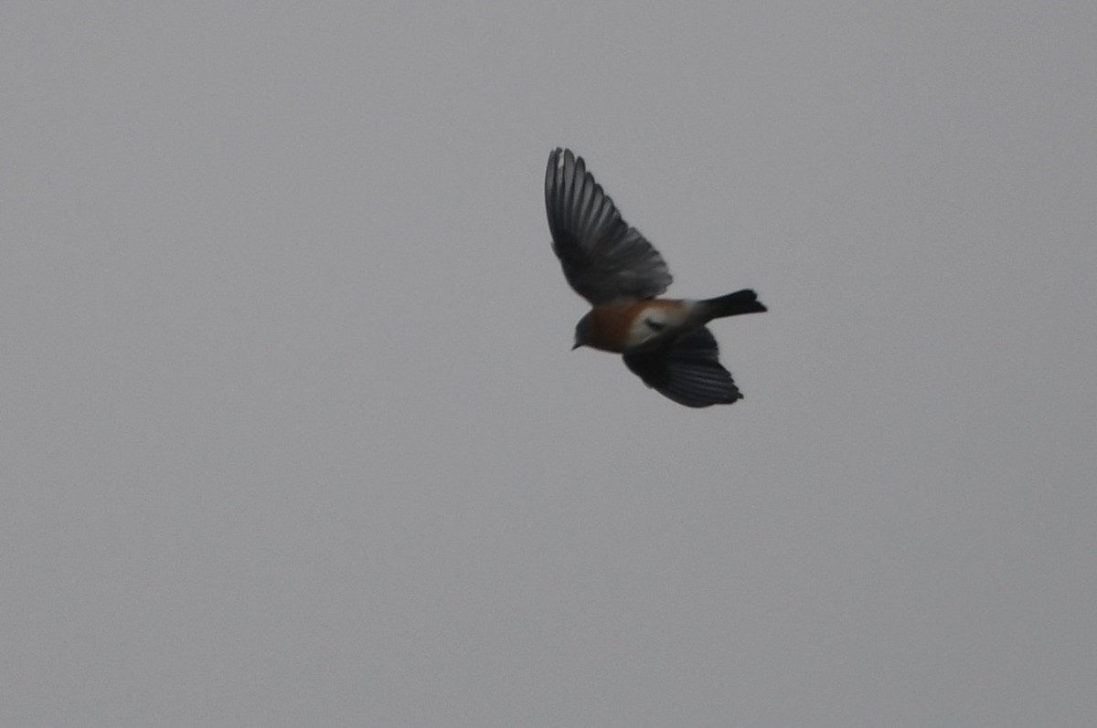 Eastern Bluebird - ML645342922
