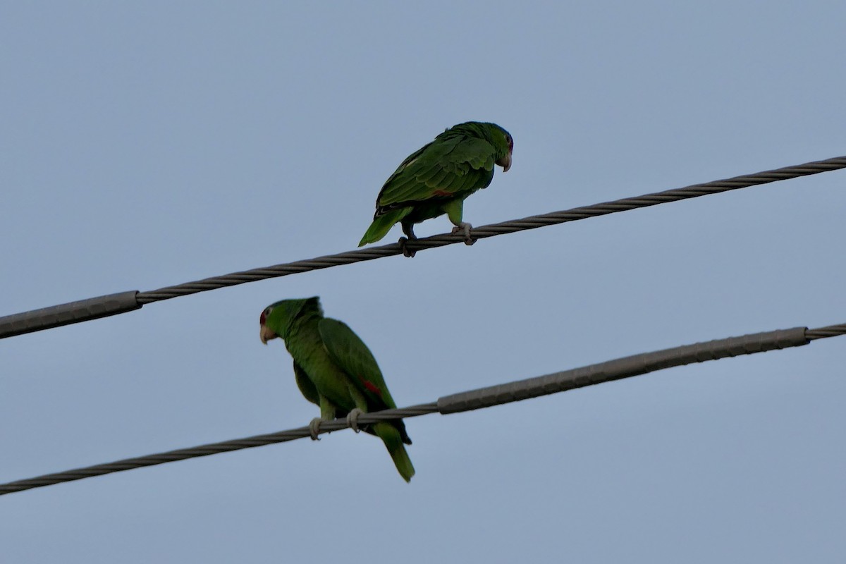 Red-crowned Amazon - ML645342927