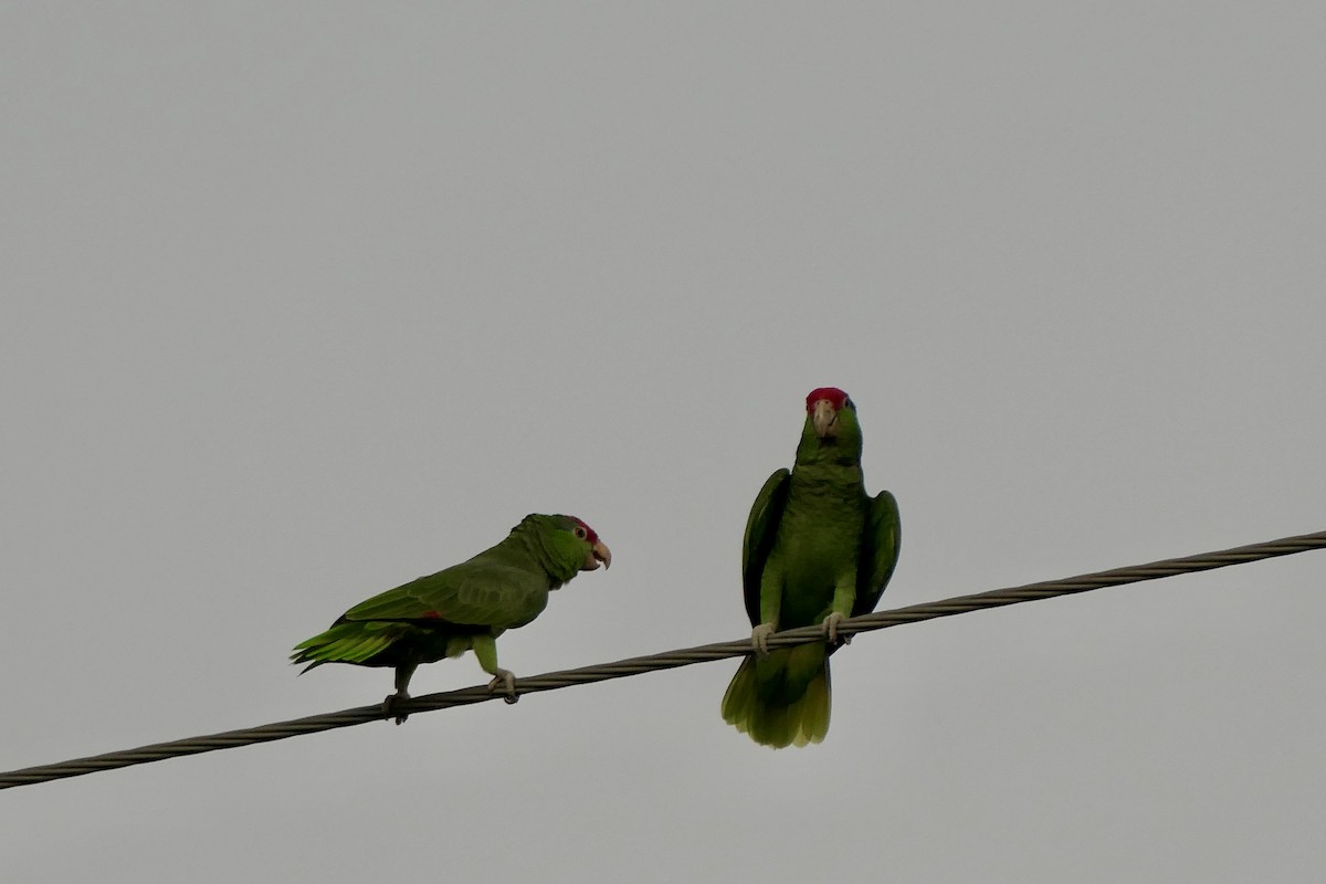 amazoňan zelenolící - ML645342928