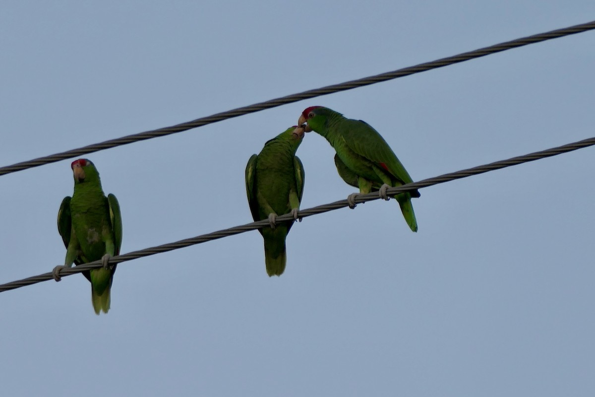 amazoňan zelenolící - ML645342929