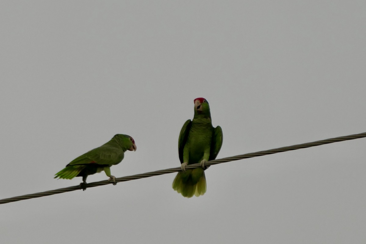 amazoňan zelenolící - ML645342930