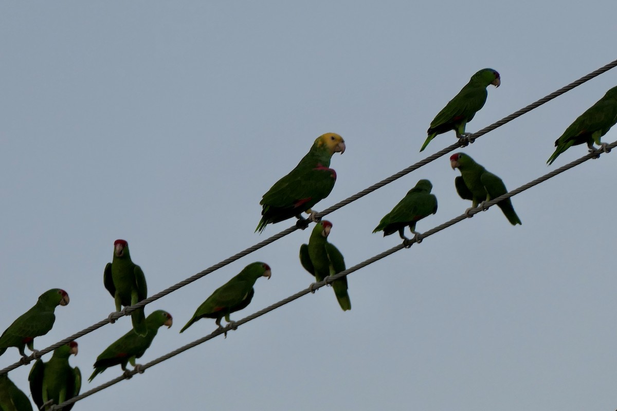 amazoňan zlatohlavý - ML645342944