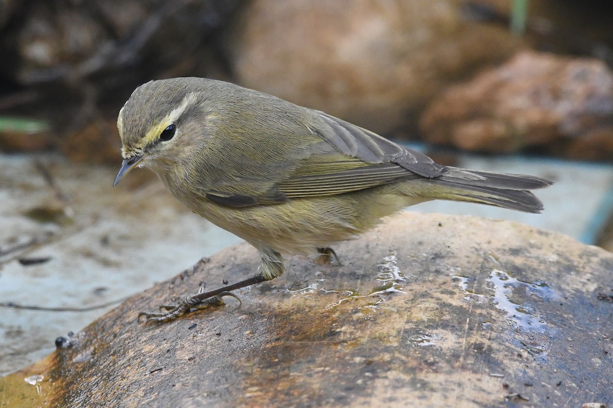 Common Chiffchaff - ML645342945