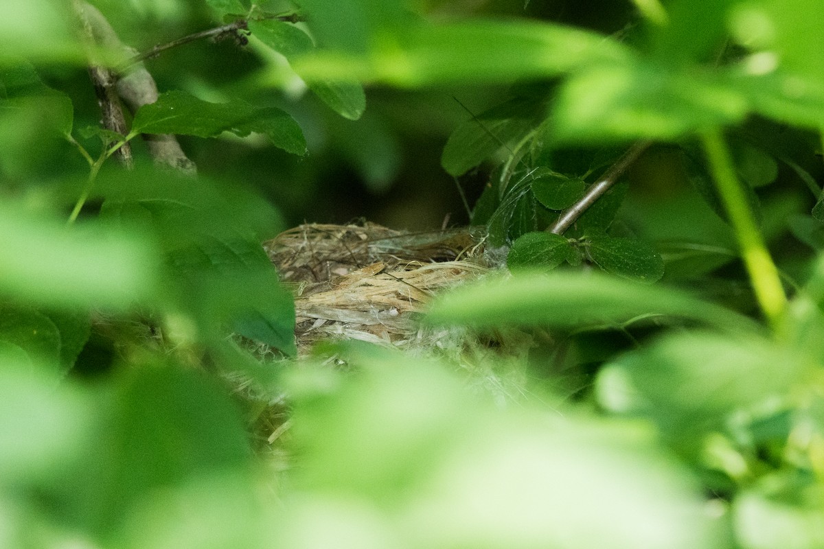 Paruline à capuchon - ML645342947