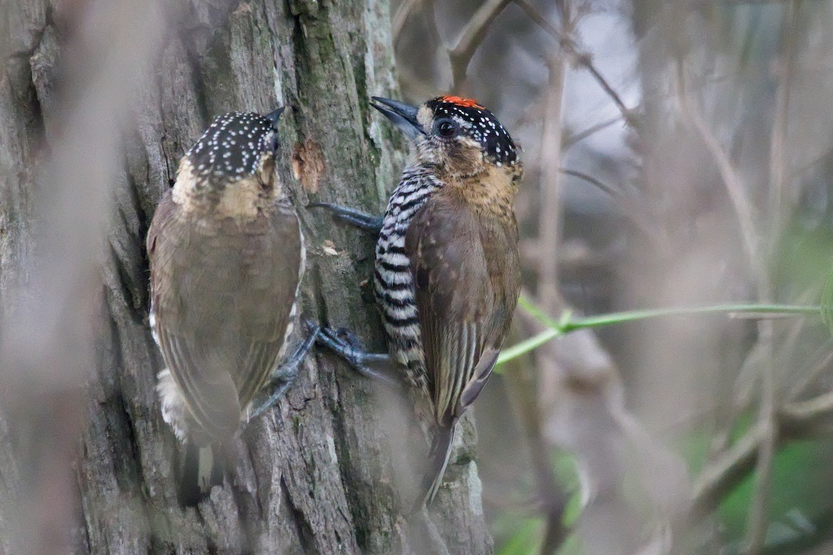 Ochre-collared Piculet - ML645342950