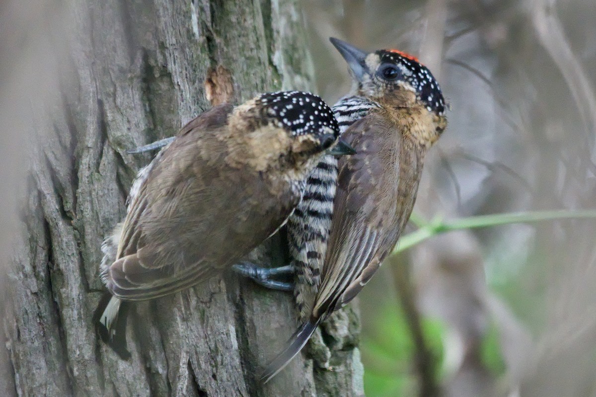 Ochre-collared Piculet - ML645342951