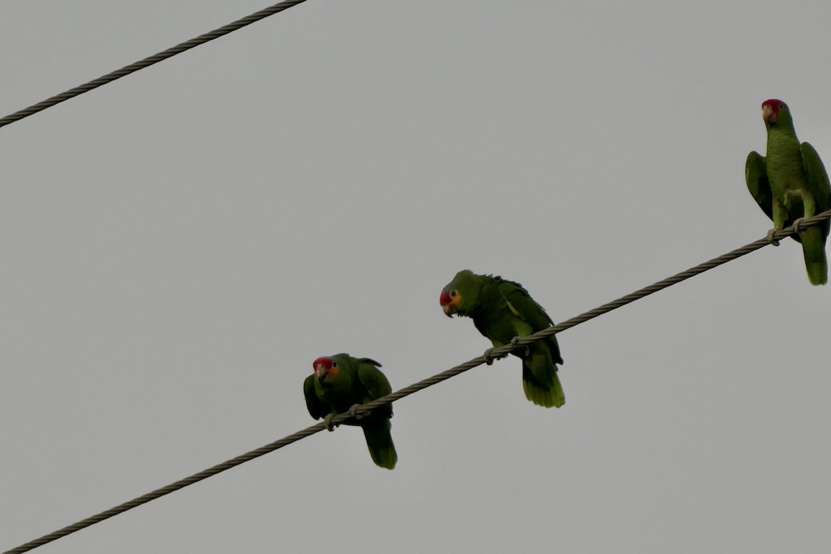 amazoňan rudočelý - ML645342954