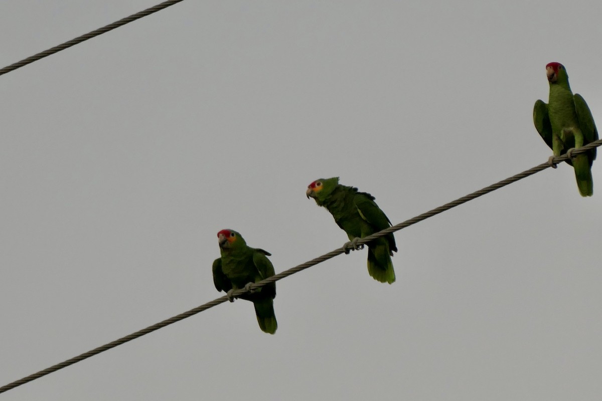 amazoňan rudočelý - ML645342955