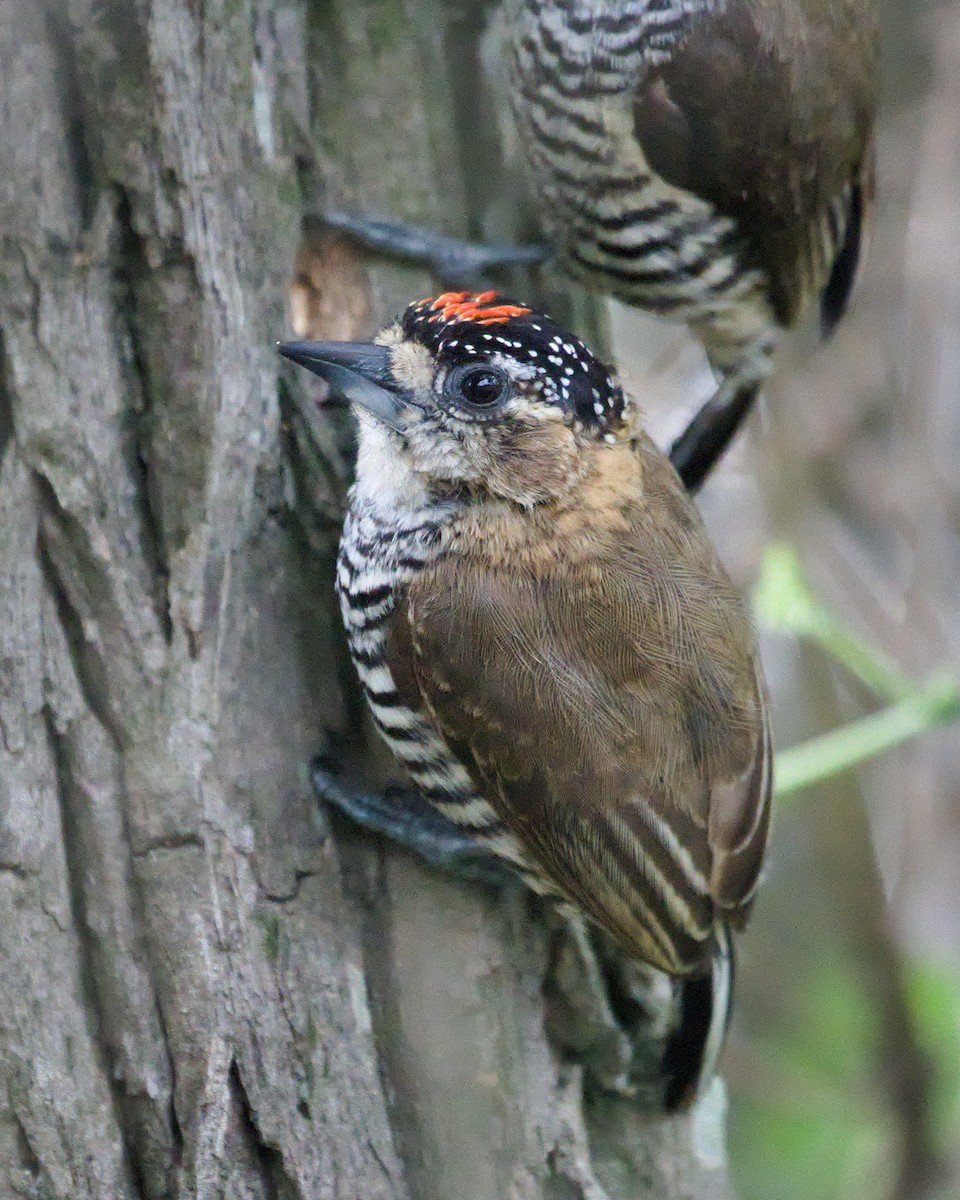 Ochre-collared Piculet - ML645342959