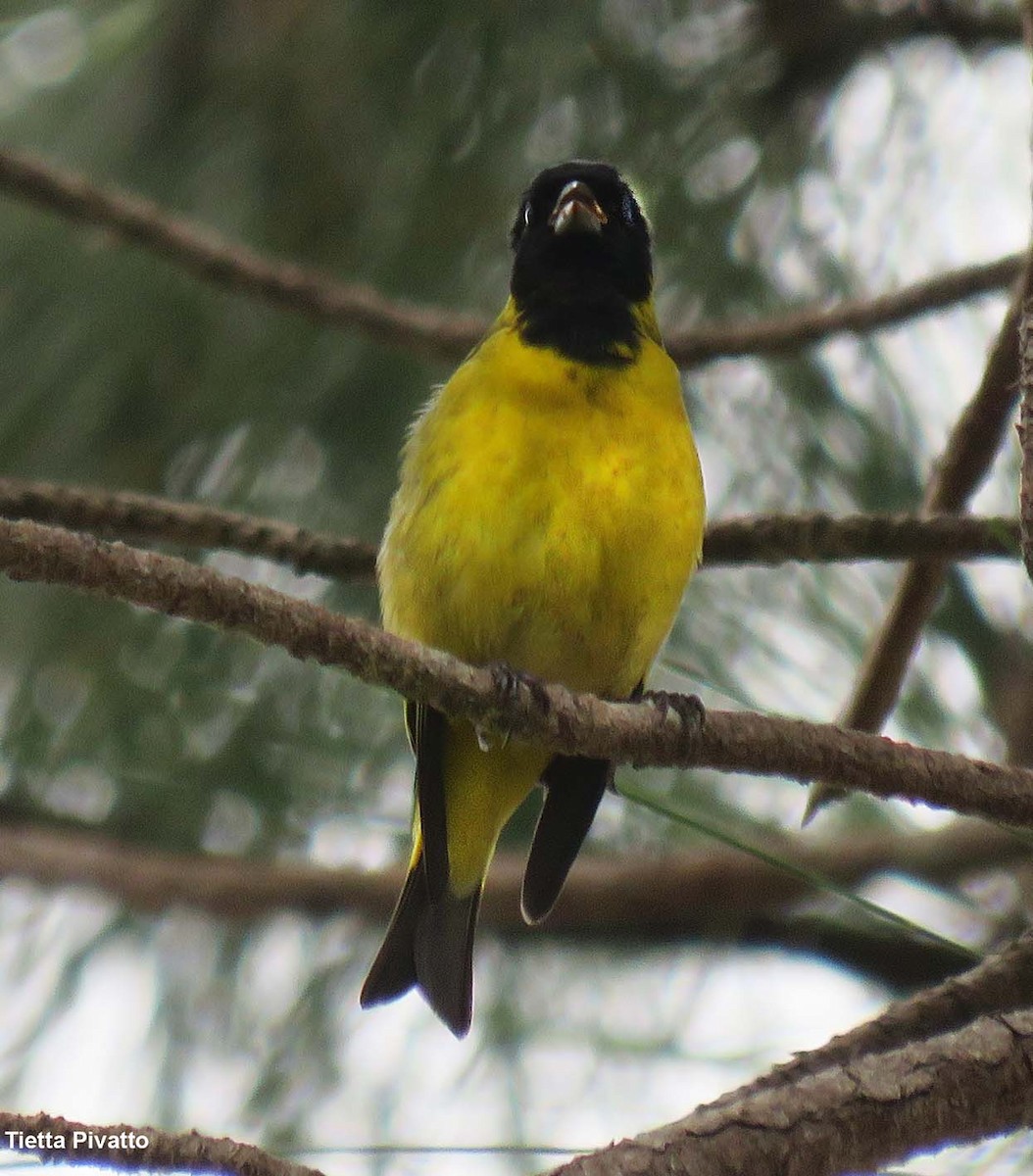 Hooded Siskin - ML645342966