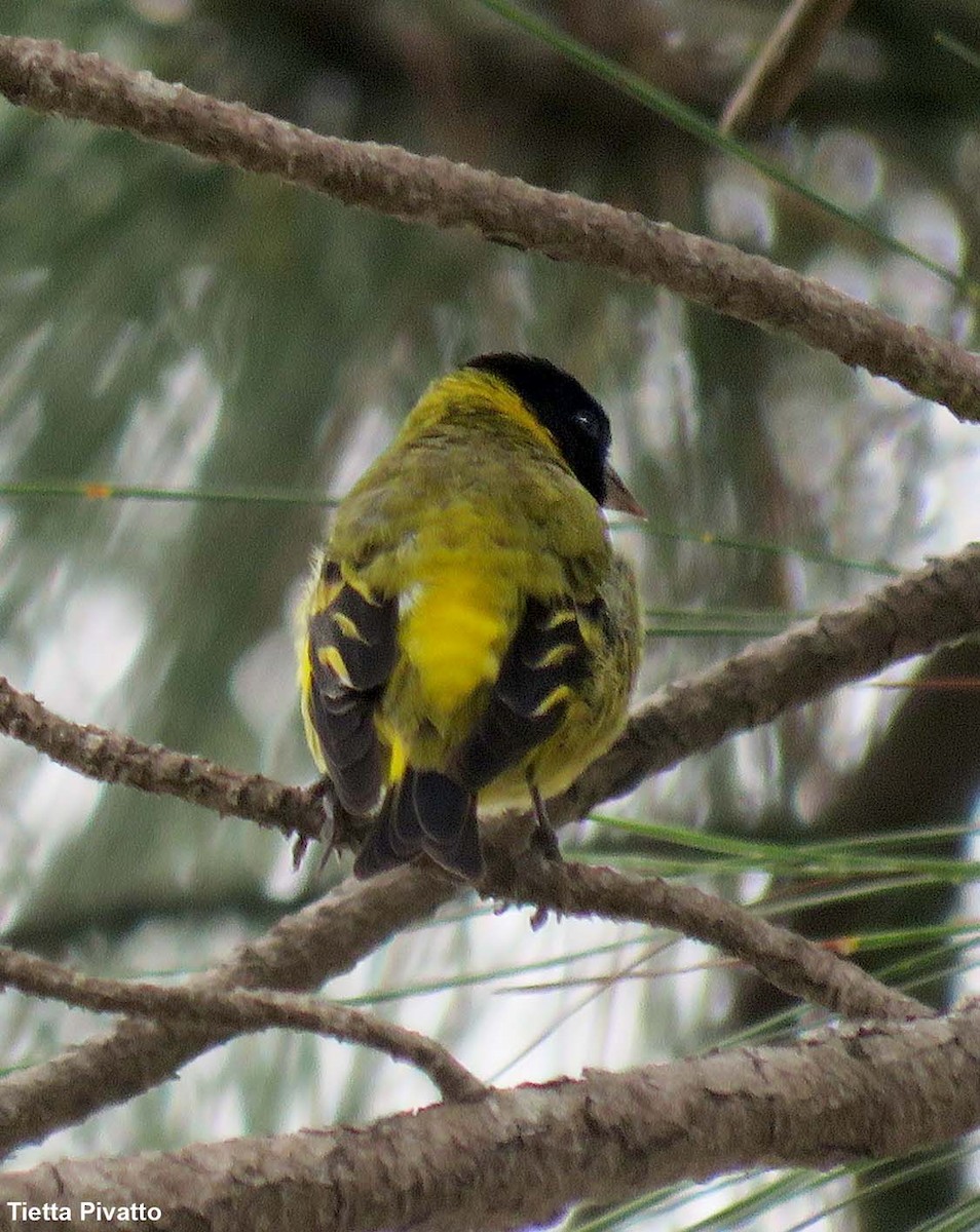 Hooded Siskin - ML645342967