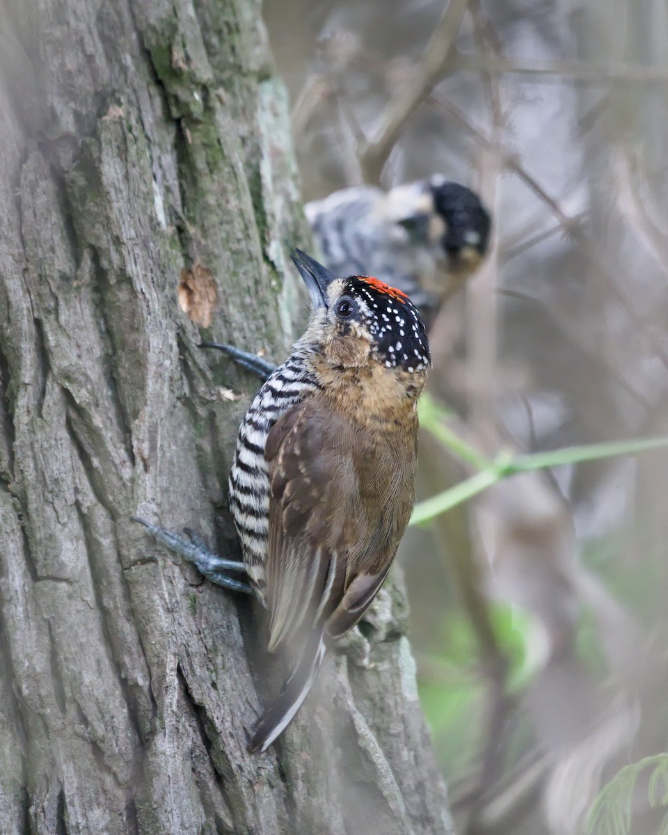 Ochre-collared Piculet - ML645342968