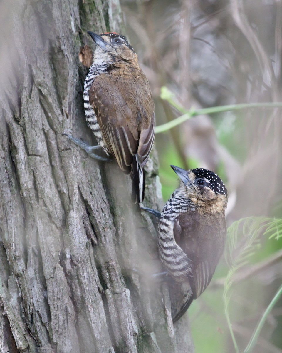 Ochre-collared Piculet - ML645342969