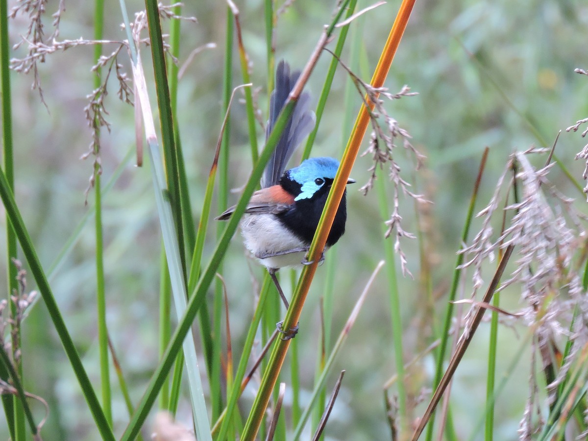 Maluro Elegante - ML645342972