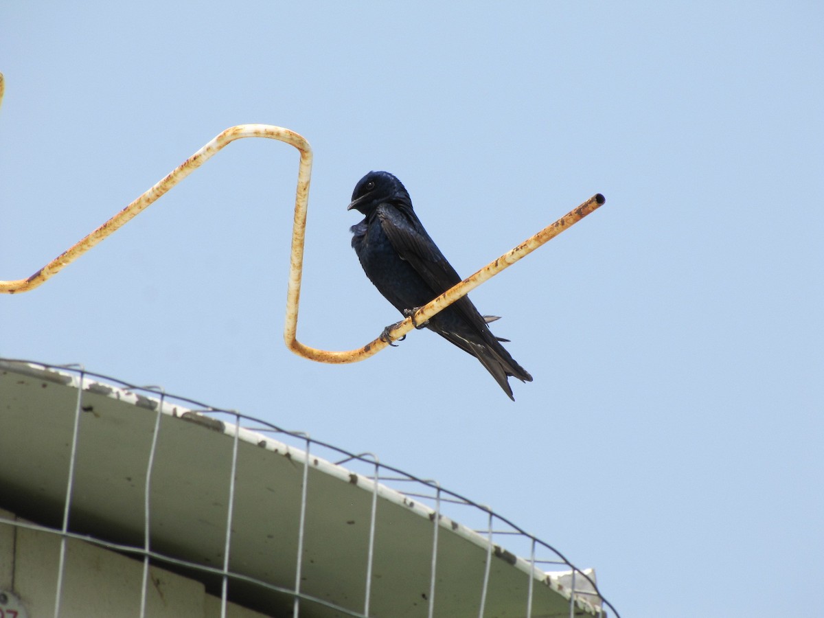 Purple Martin - ML645342983