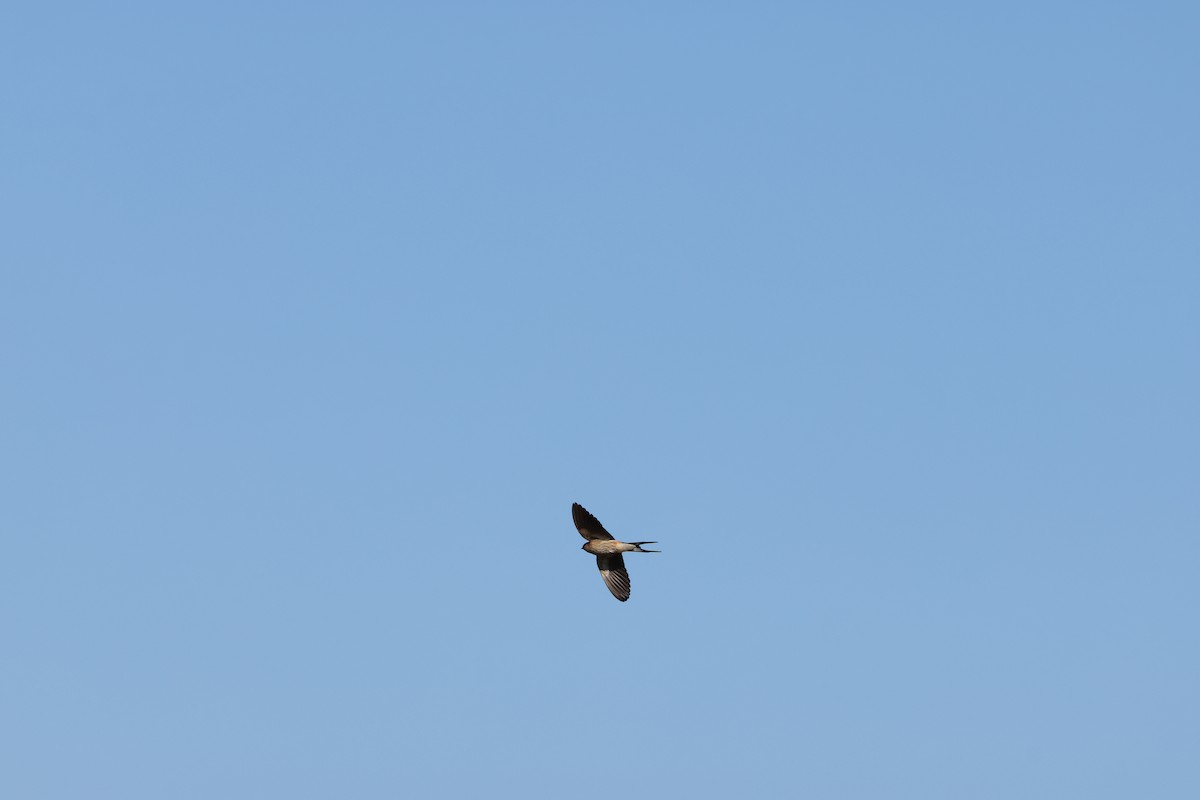 Golondrina Cabecirrufa - ML645343017