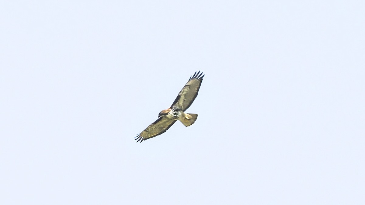 Rufous-tailed Hawk - ML645343043