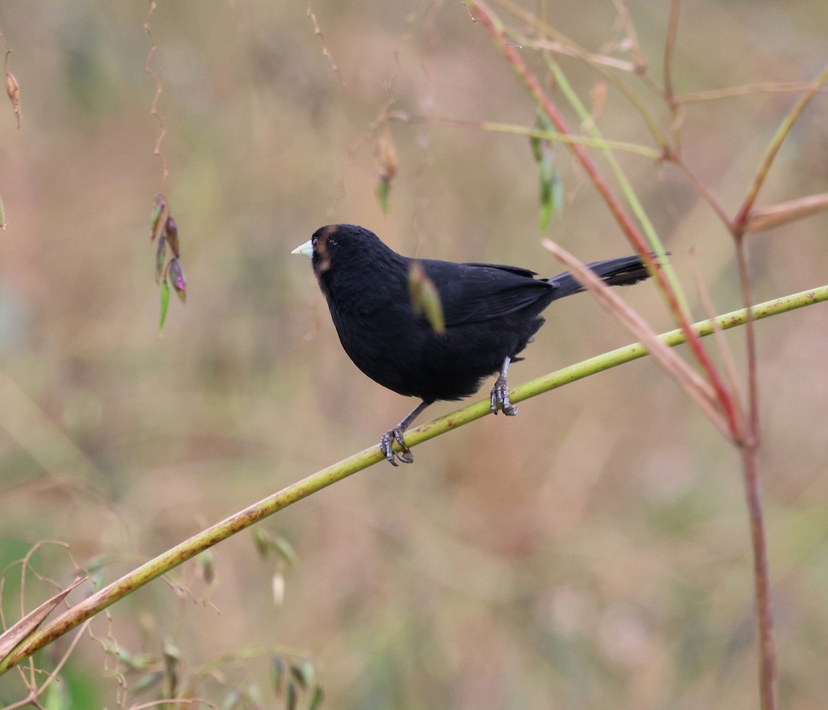 Solitary Black Cacique - ML645343045