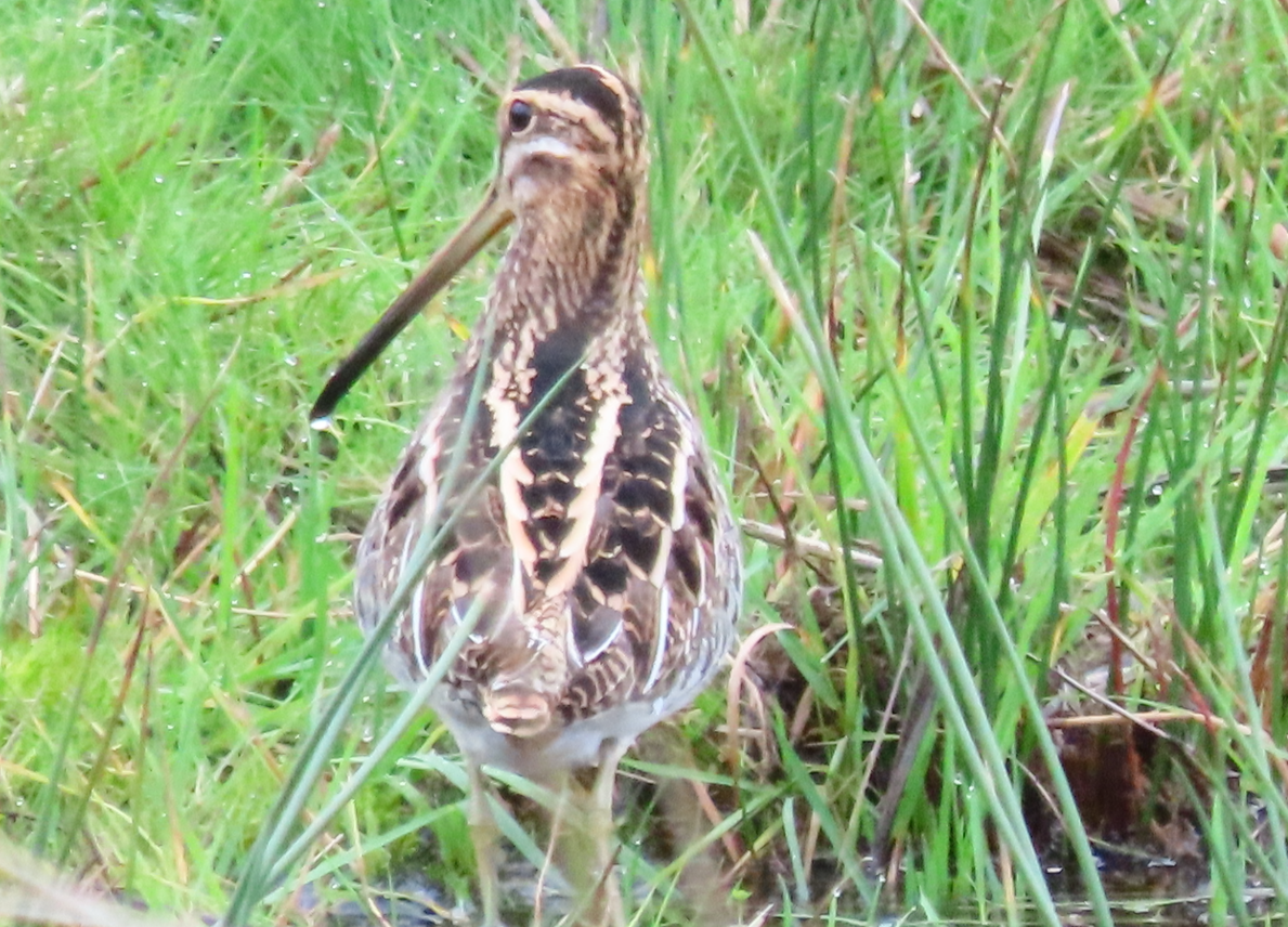 Common Snipe - ML645343073