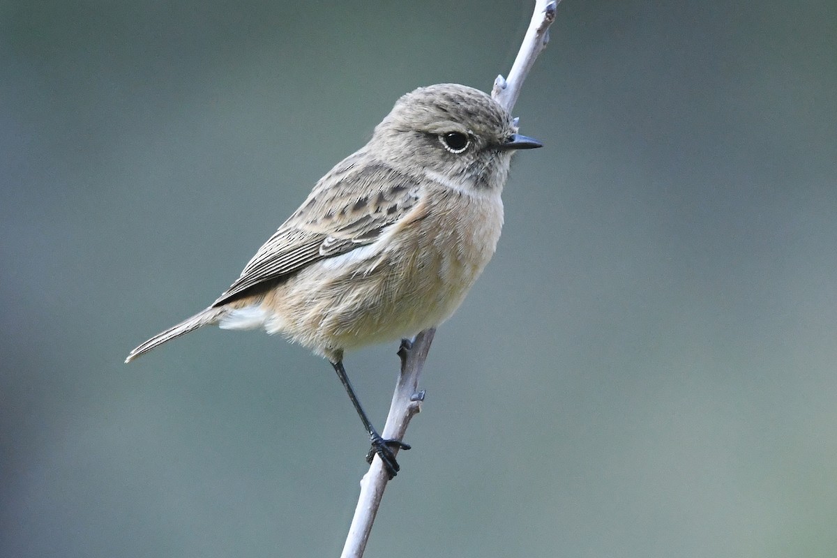 Трав'янка чорноголова - ML645343078