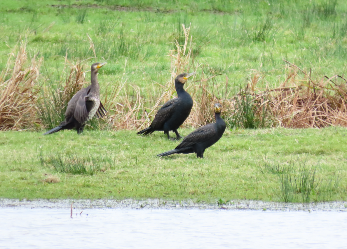 Great Cormorant - ML645343092