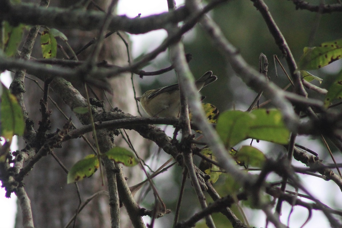 Bay-breasted Warbler - ML645343099