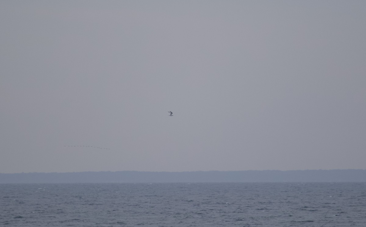 Forster's Tern - ML645343101