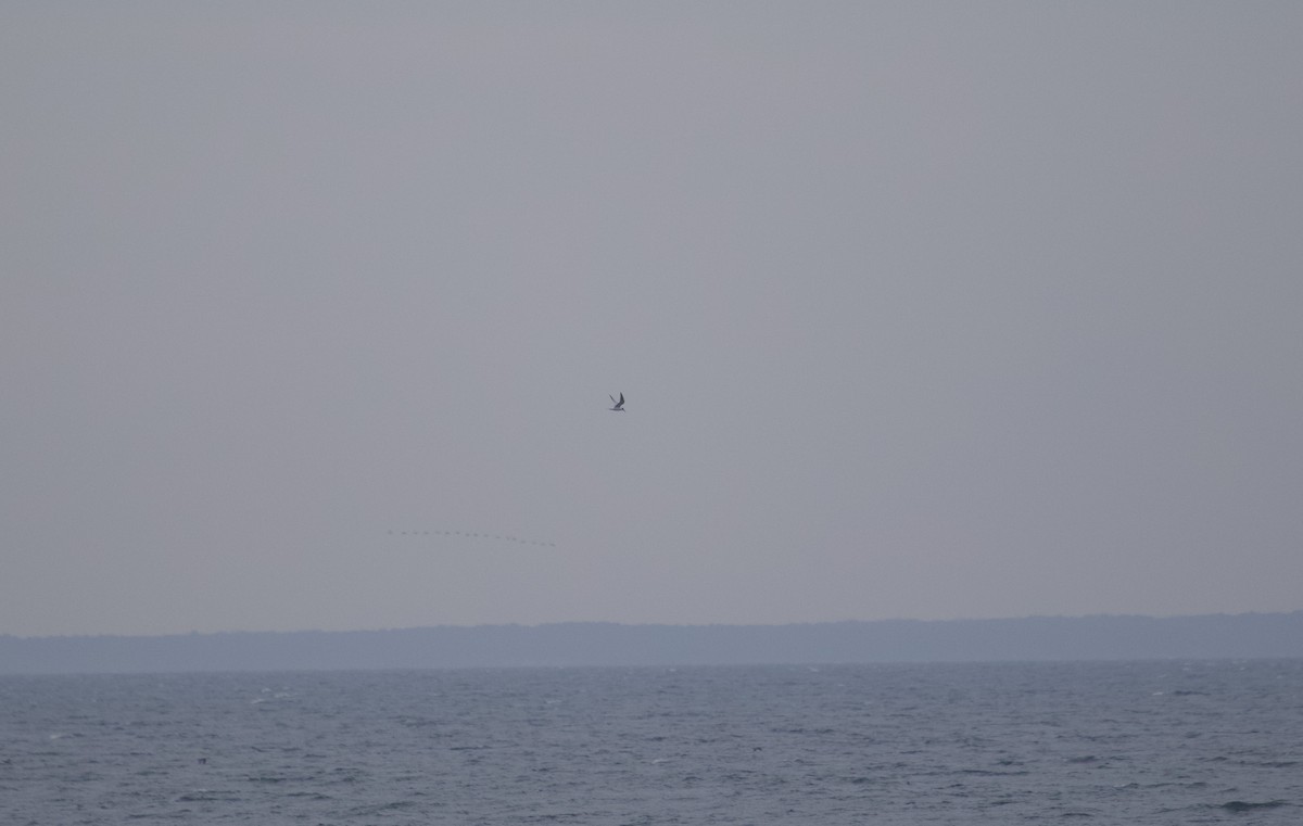 Forster's Tern - ML645343102