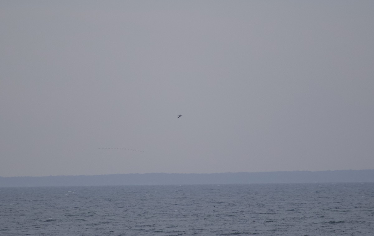 Forster's Tern - ML645343103