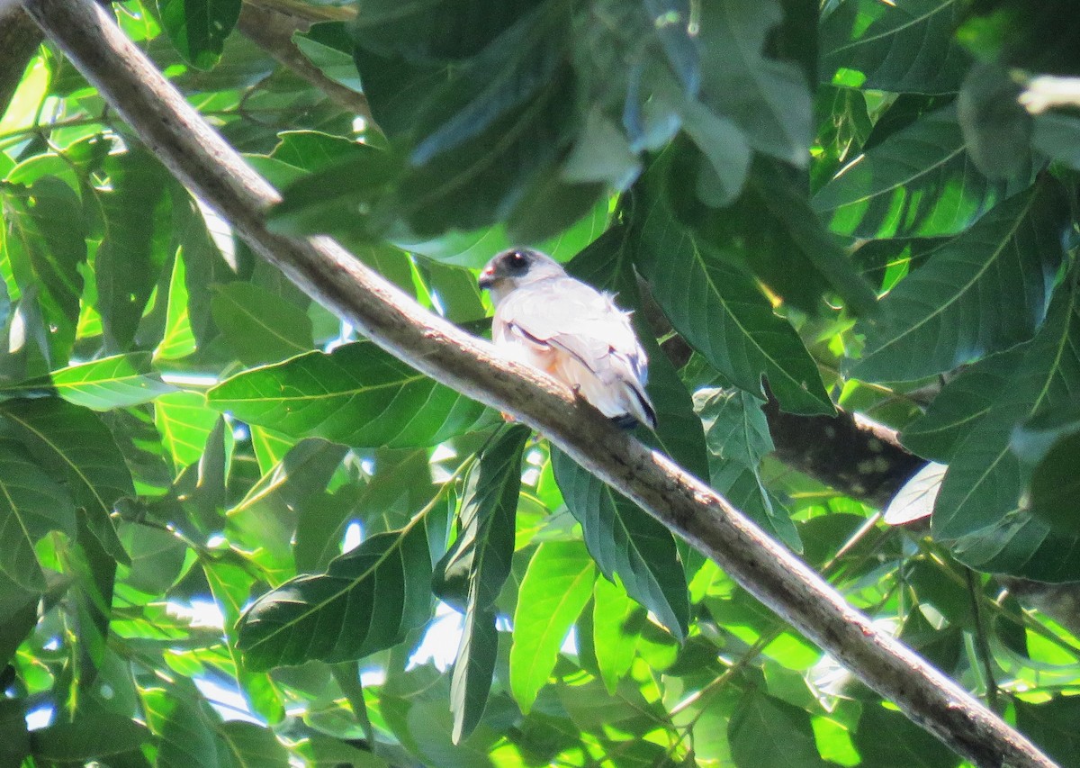 Spot-tailed Goshawk - ML645343106