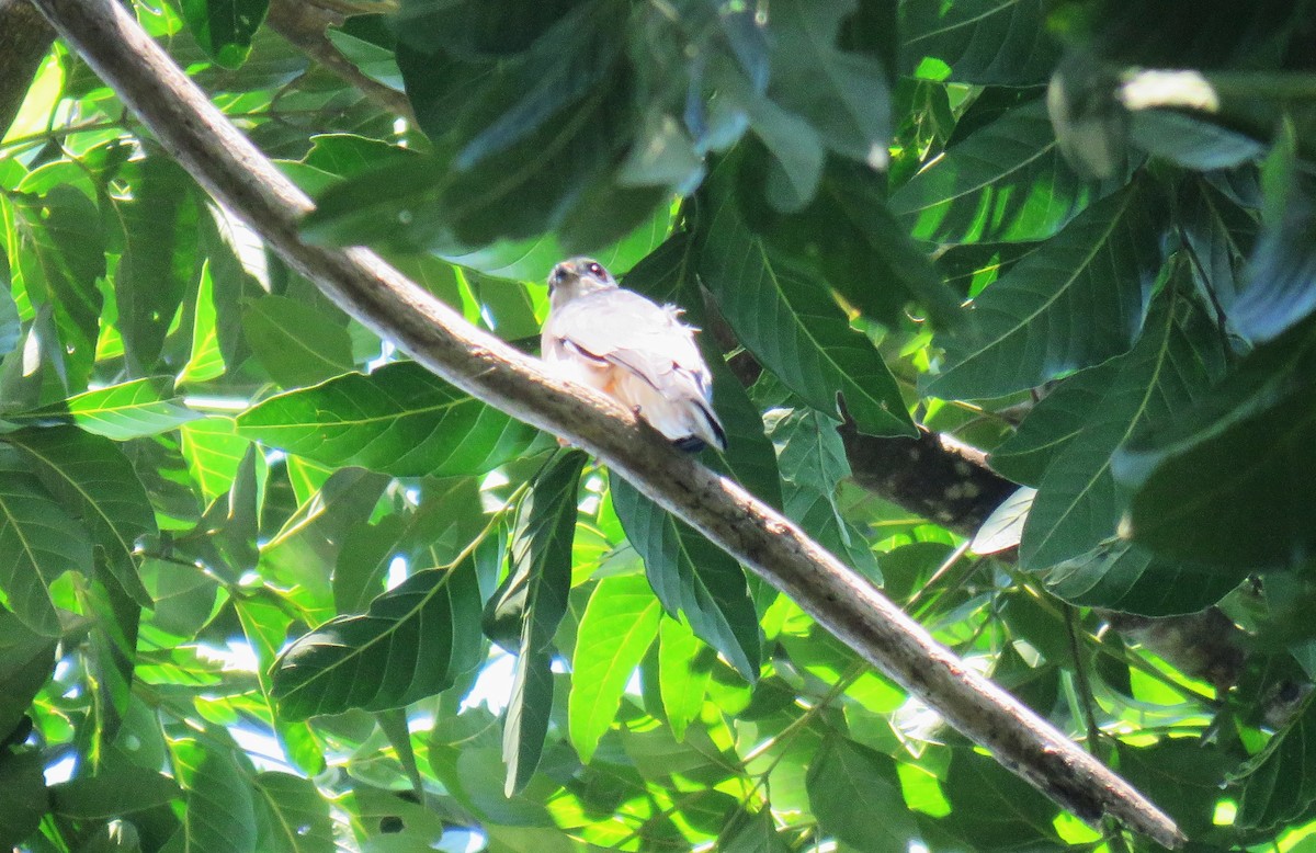 Spot-tailed Goshawk - ML645343107
