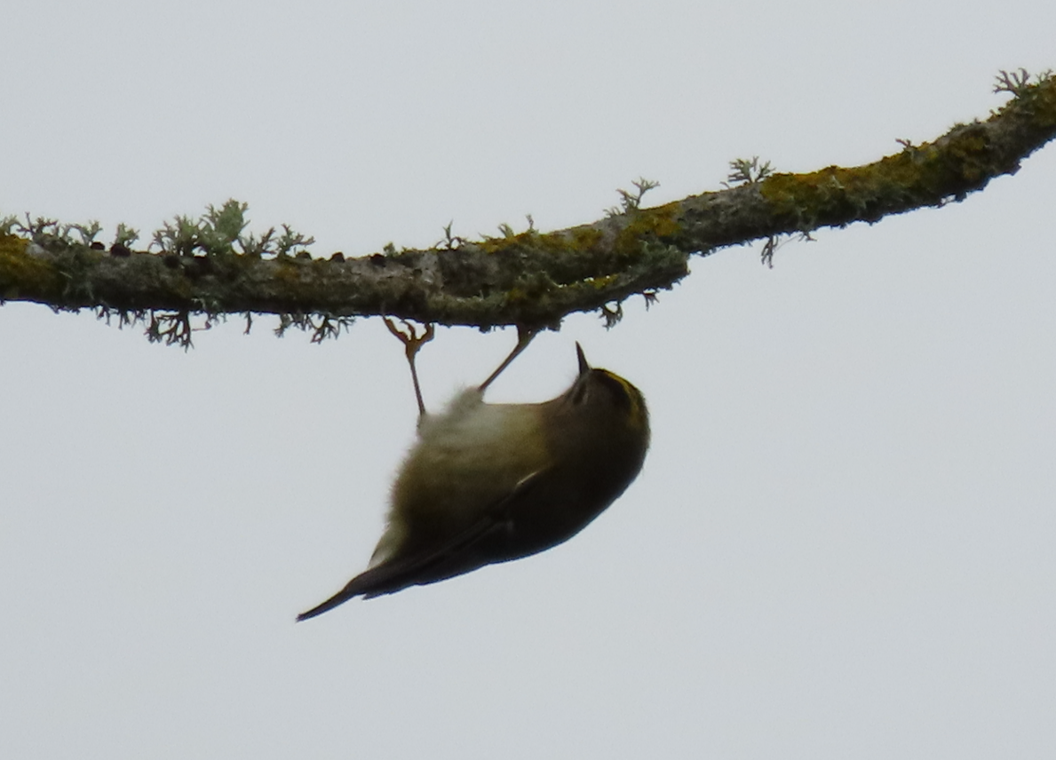 Goldcrest - ML645343127